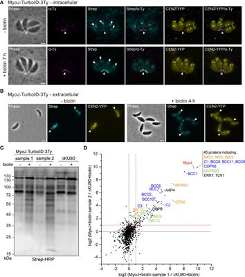 Identification of new components of the basal pole of Toxoplasma gondii provides novel insights into its molecular organization and functions